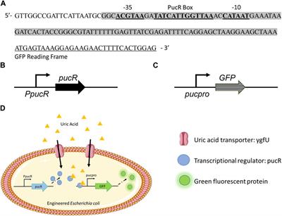 Engineering Escherichia coli for diagnosis and management of hyperuricemia